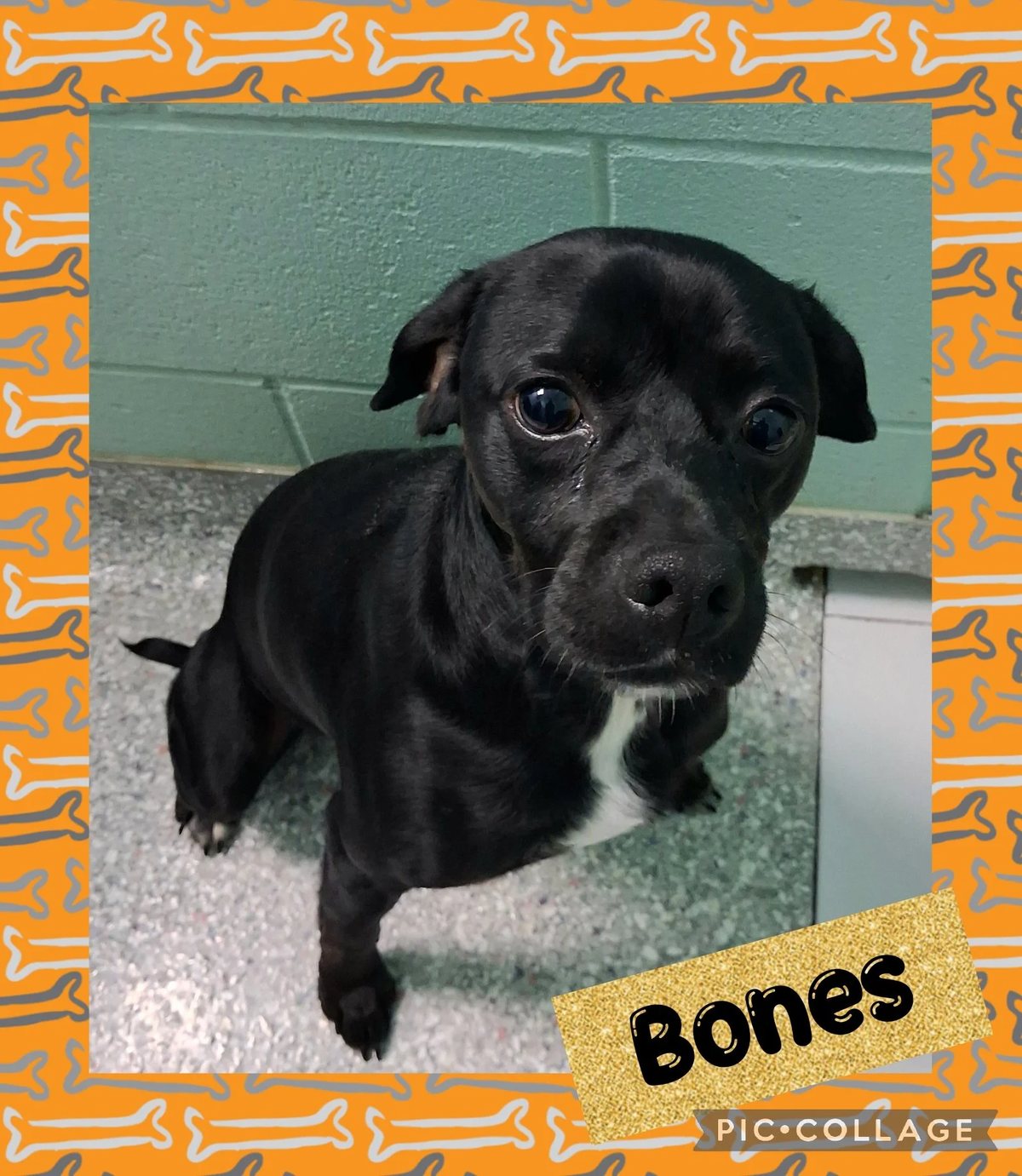 Bones