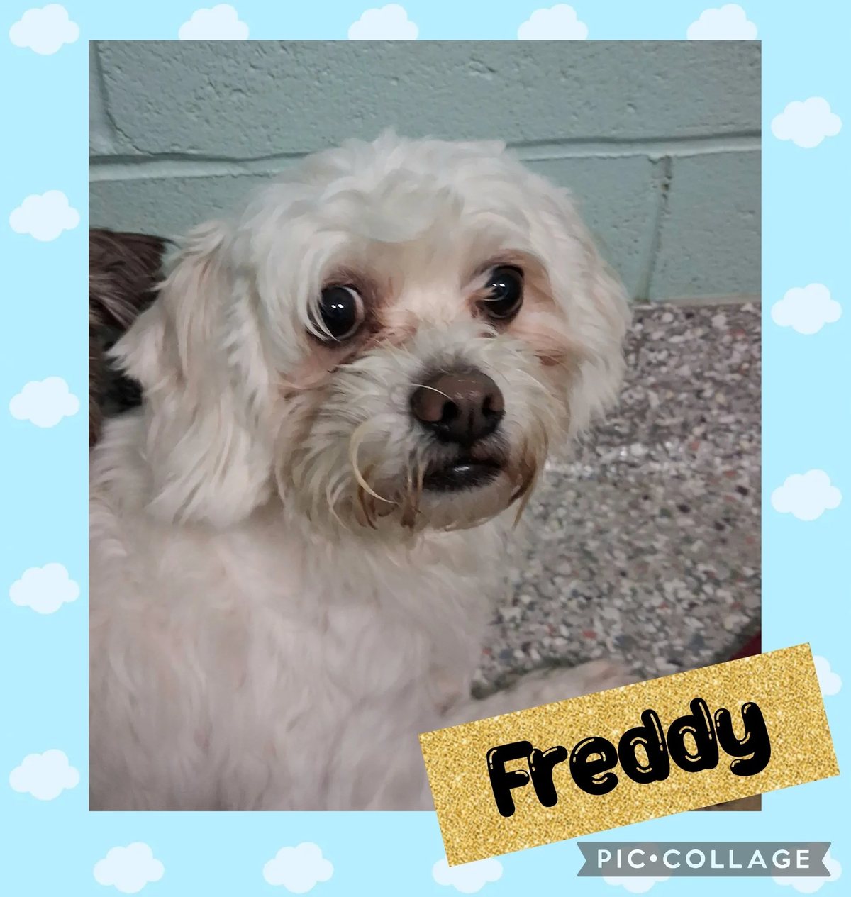 Freddy