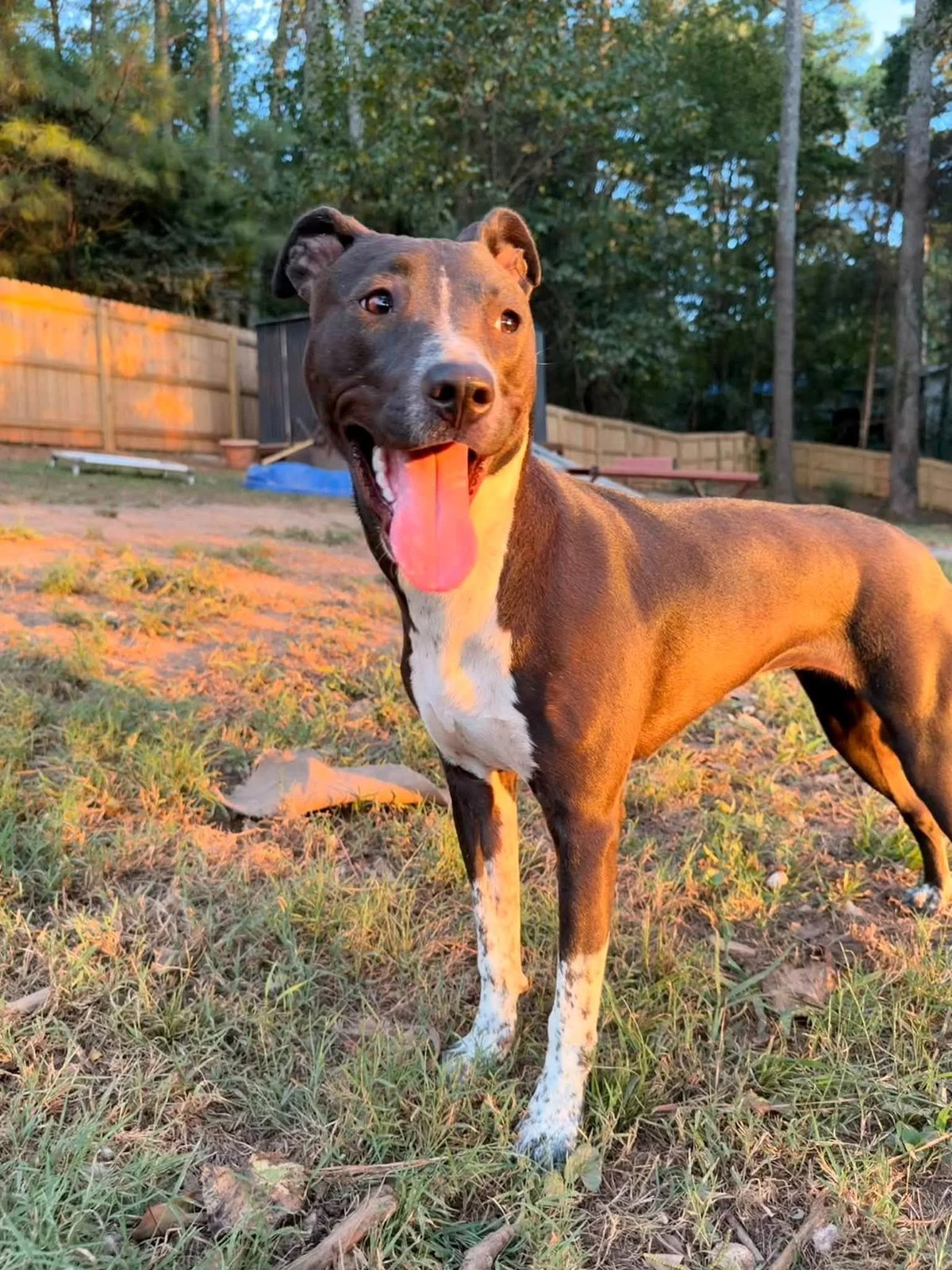 Nova