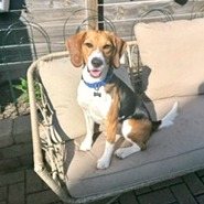 Elliott