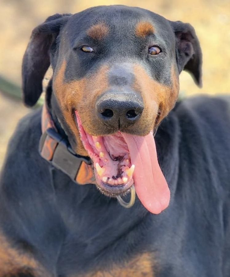 Diesel
