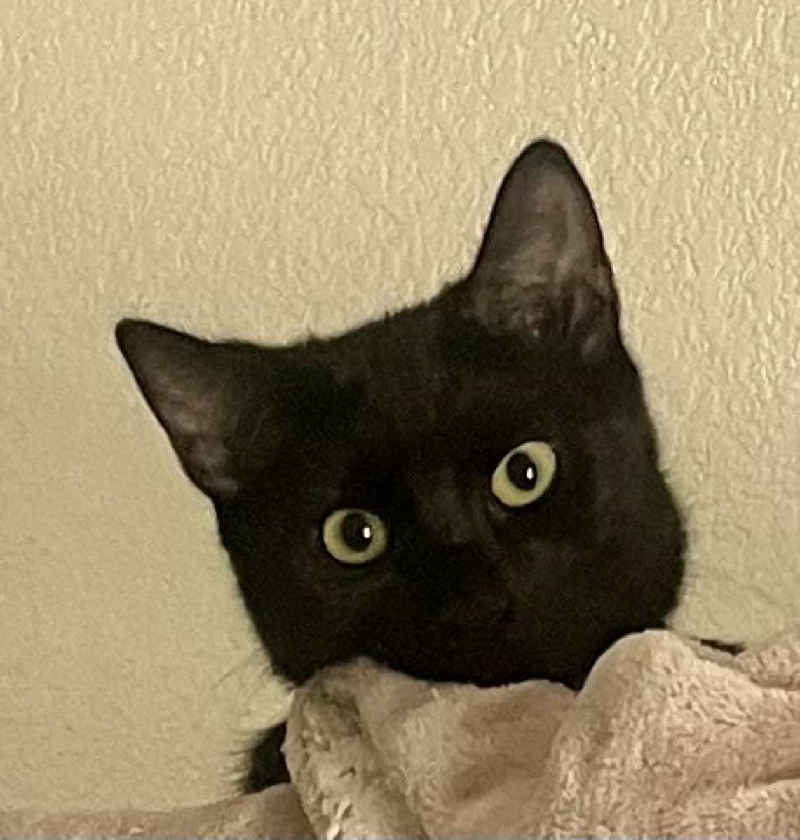 Lily