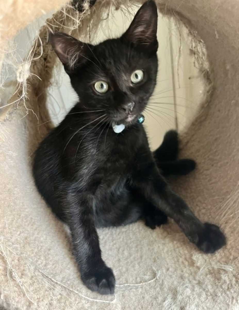 Rambo