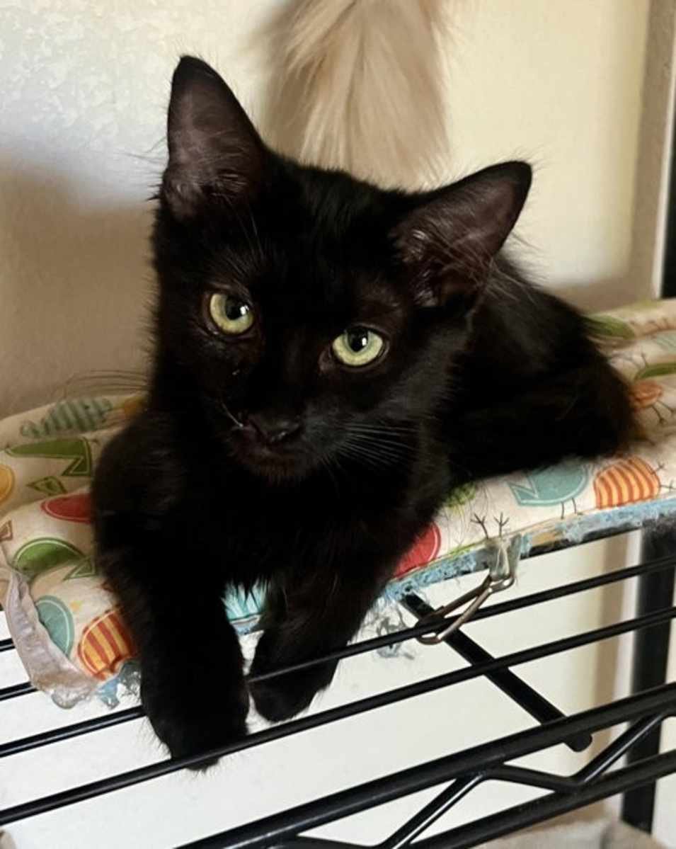Loki