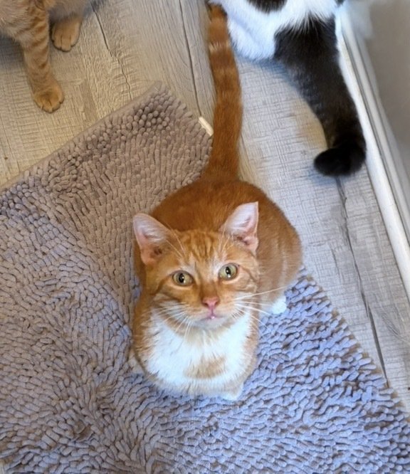 Biscuit