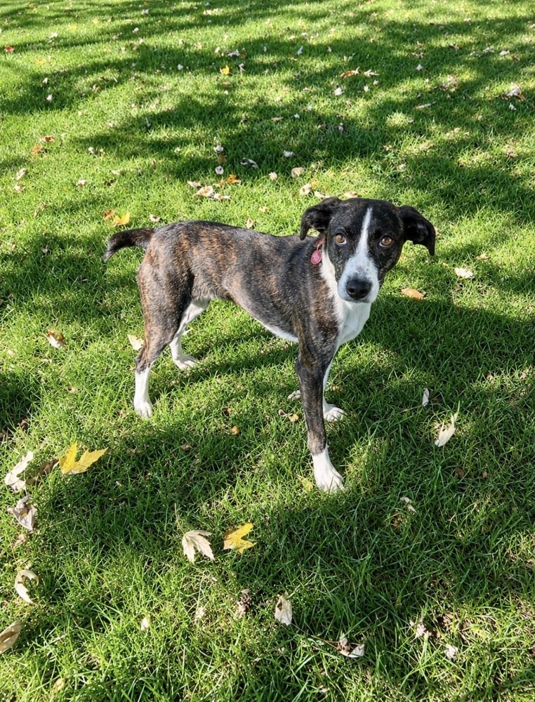 Elvira