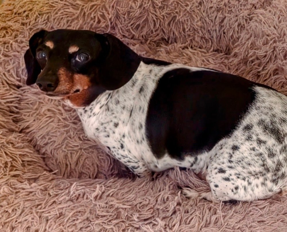 Gidget