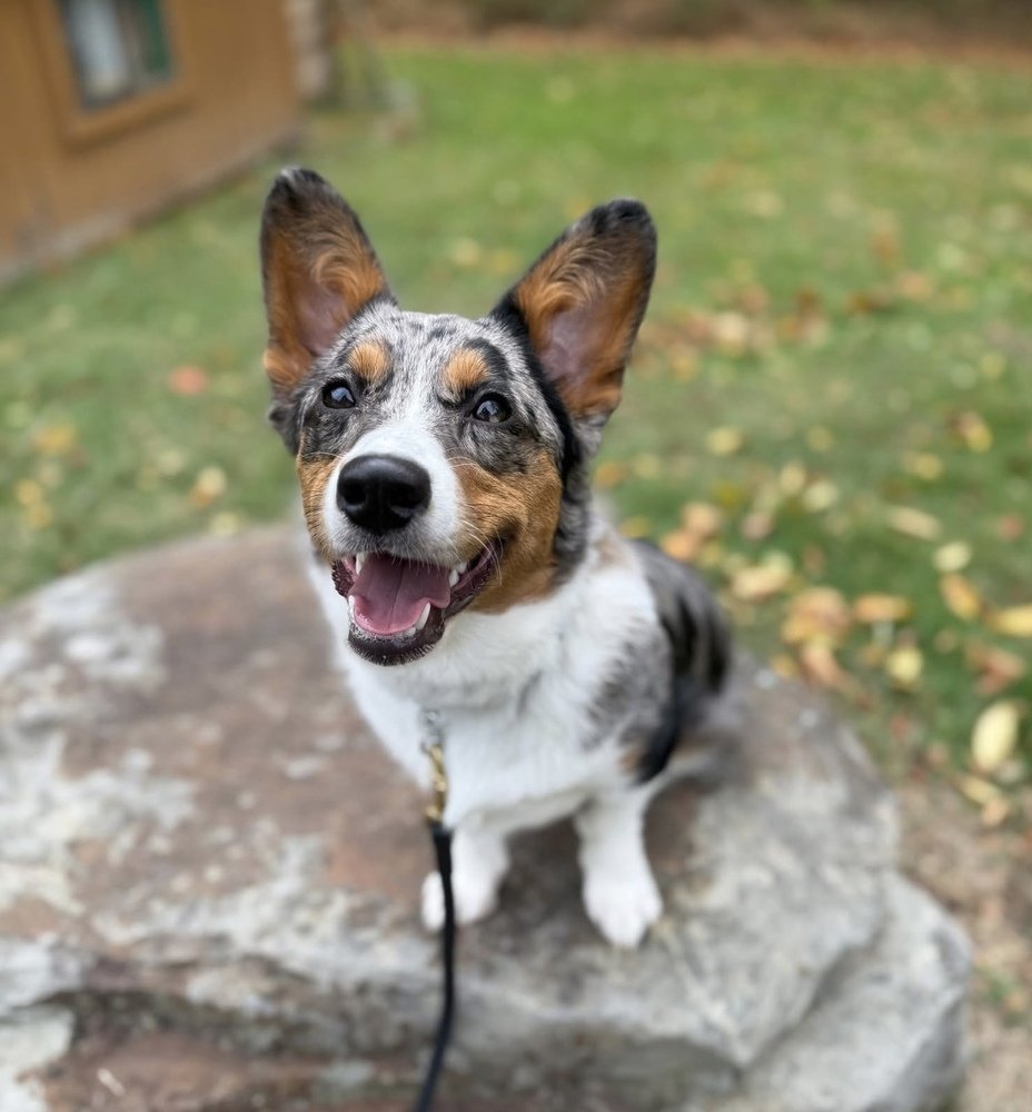 Bella