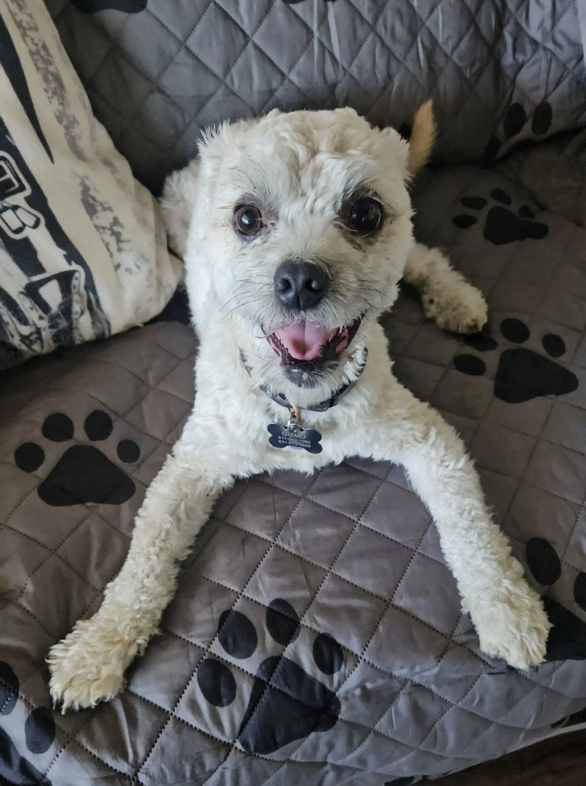 Gizmo