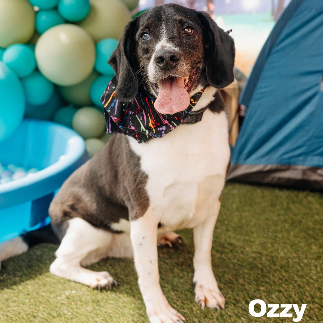 Ozzy