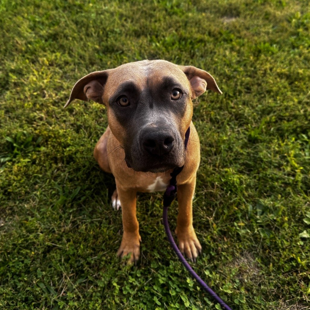 Penelope