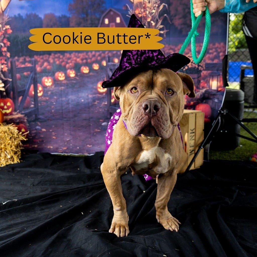 Cookie Butter