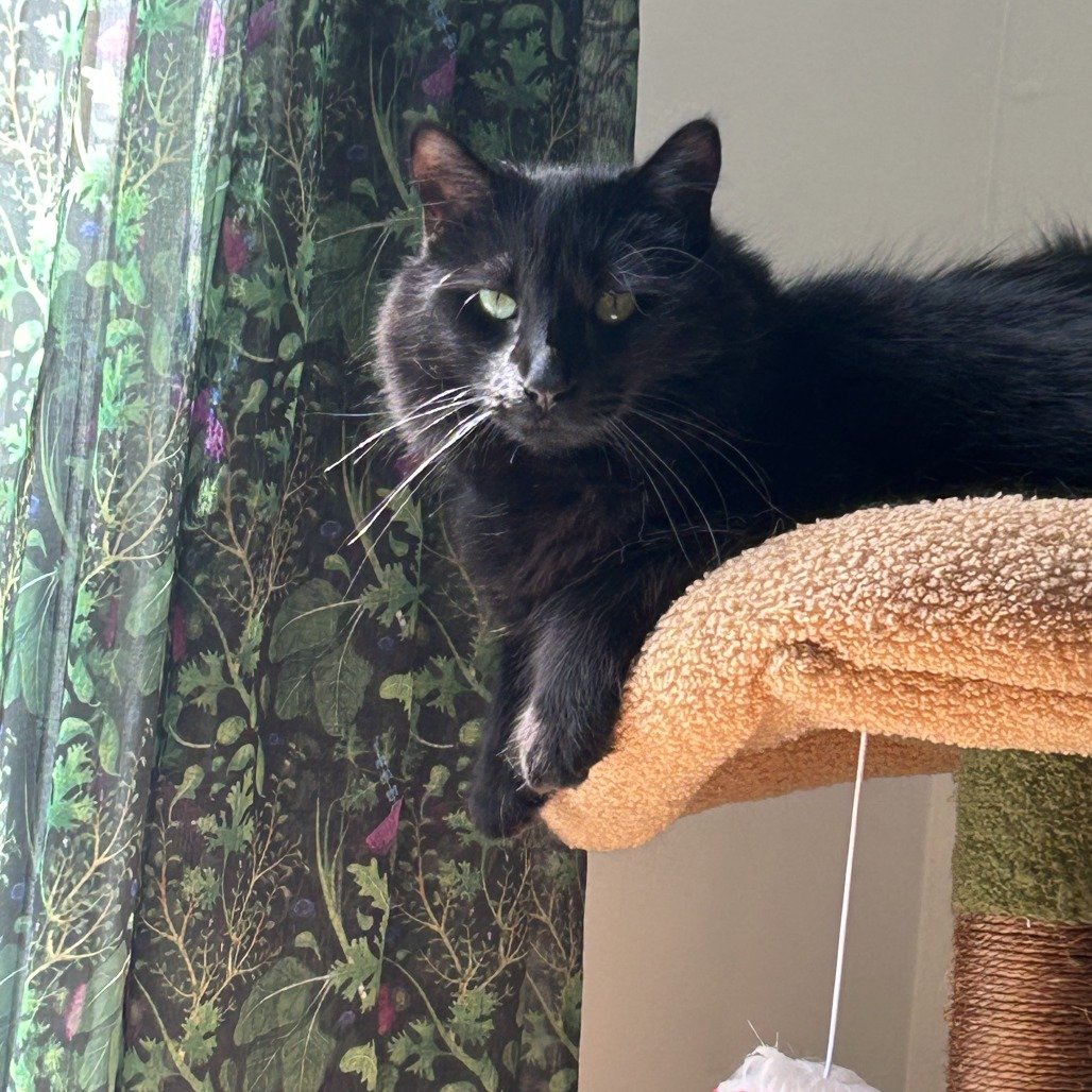 Ernesto - cat