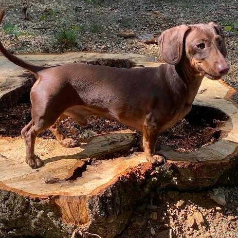 Ruger