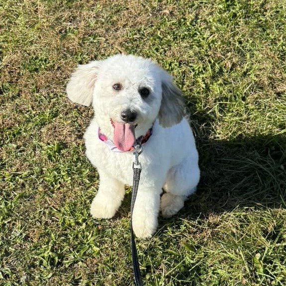 Bella