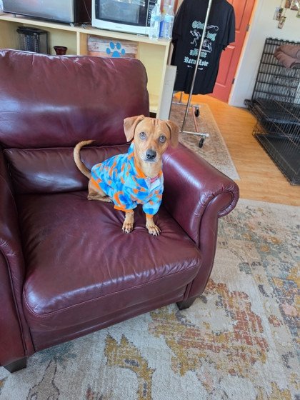 Scooby