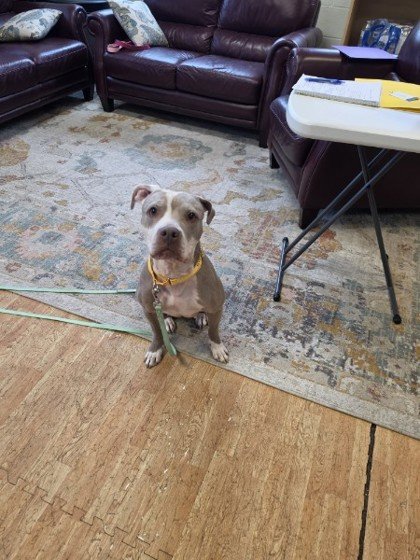 Gertie