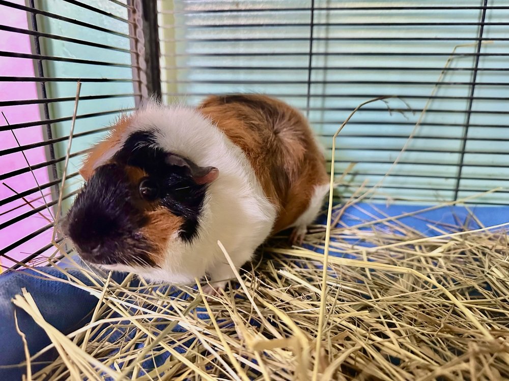 Nugget