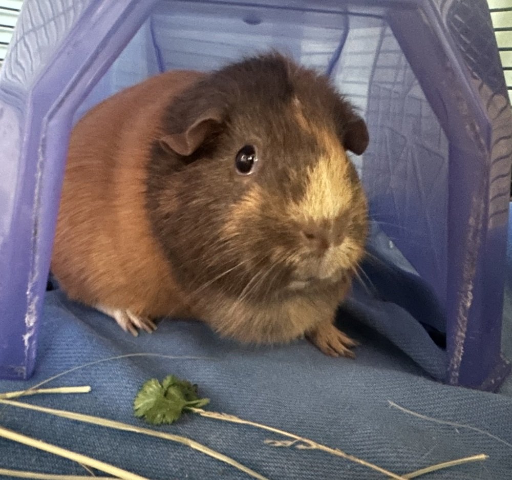 Hazel