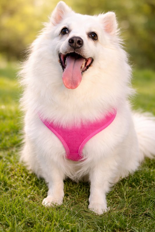 Princess Gloria