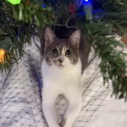 Benita
