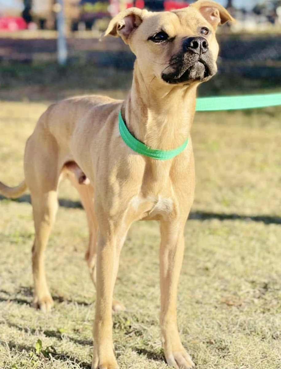 Jax