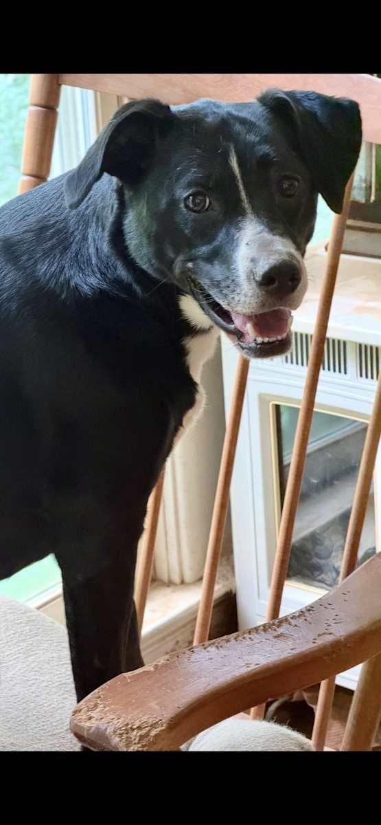 Pippa