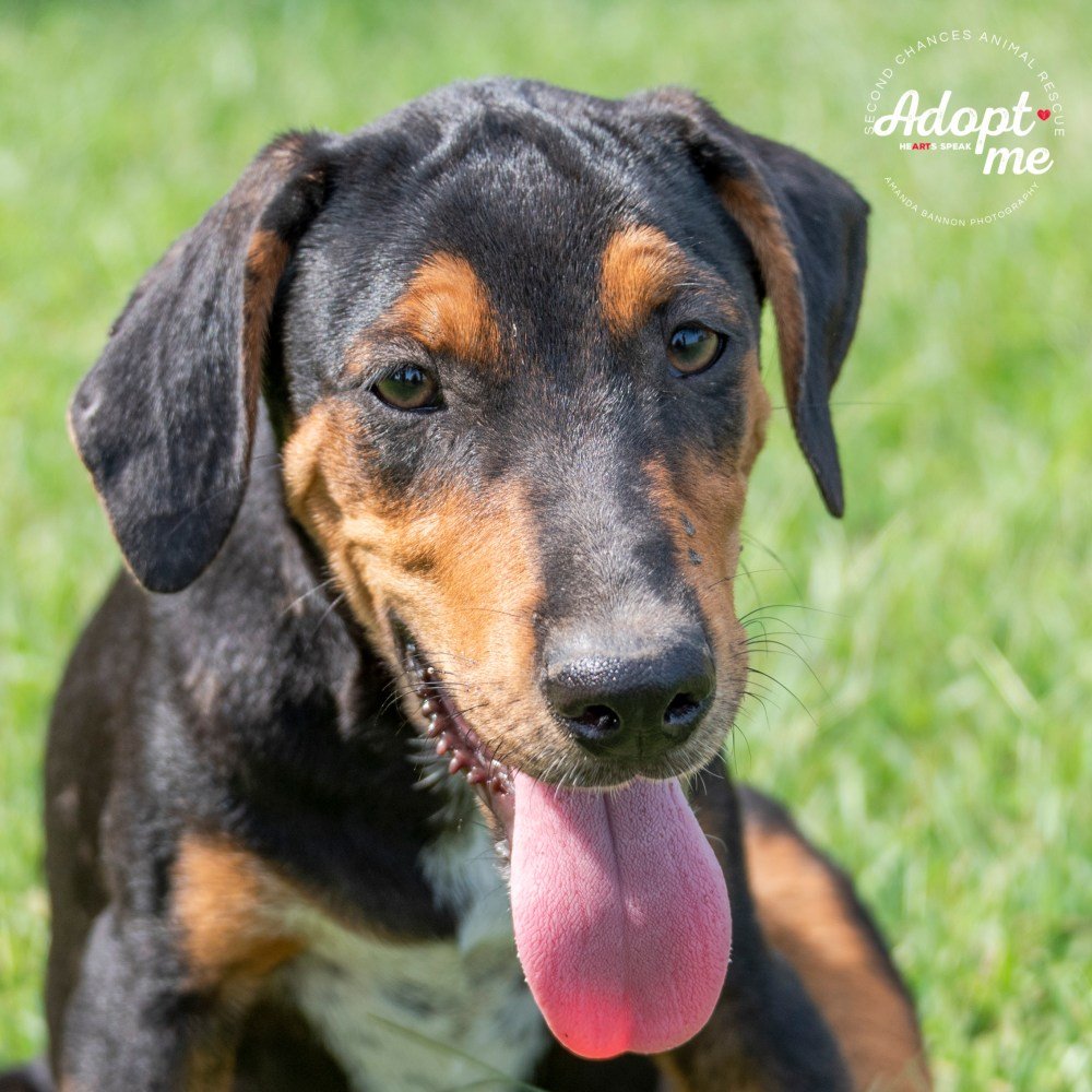 Rowdy