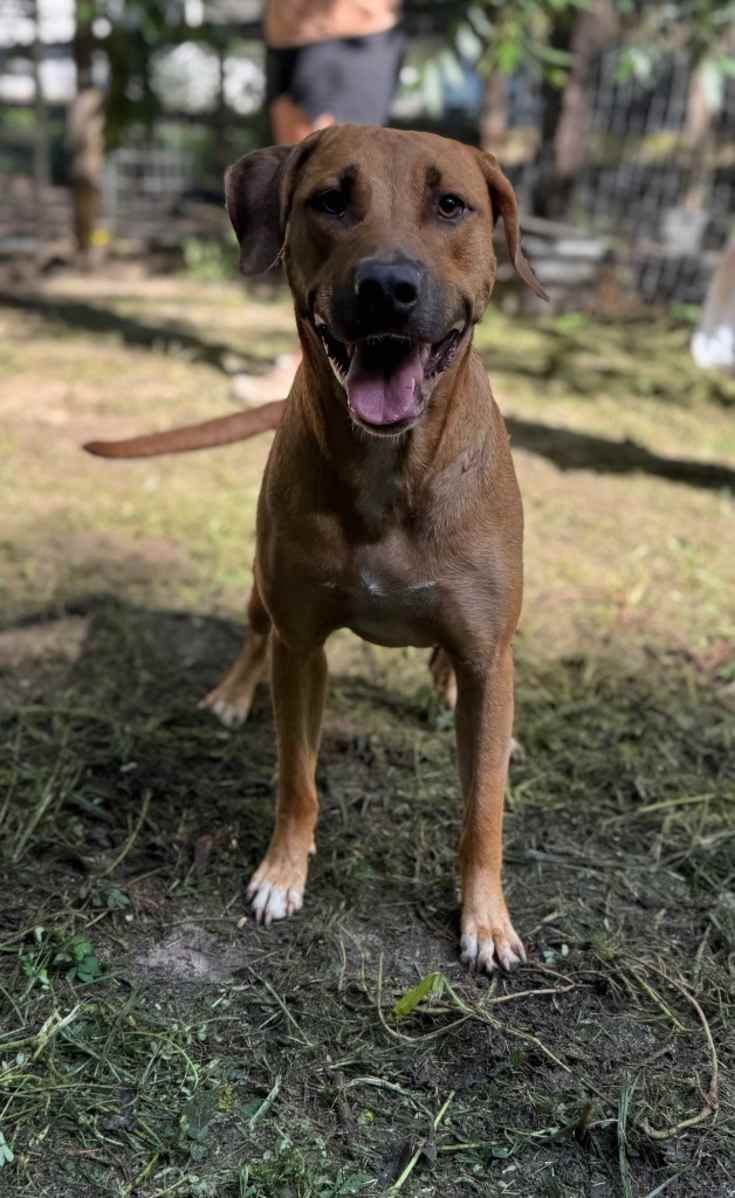 Beau