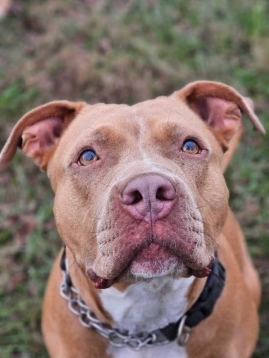 Bonnie