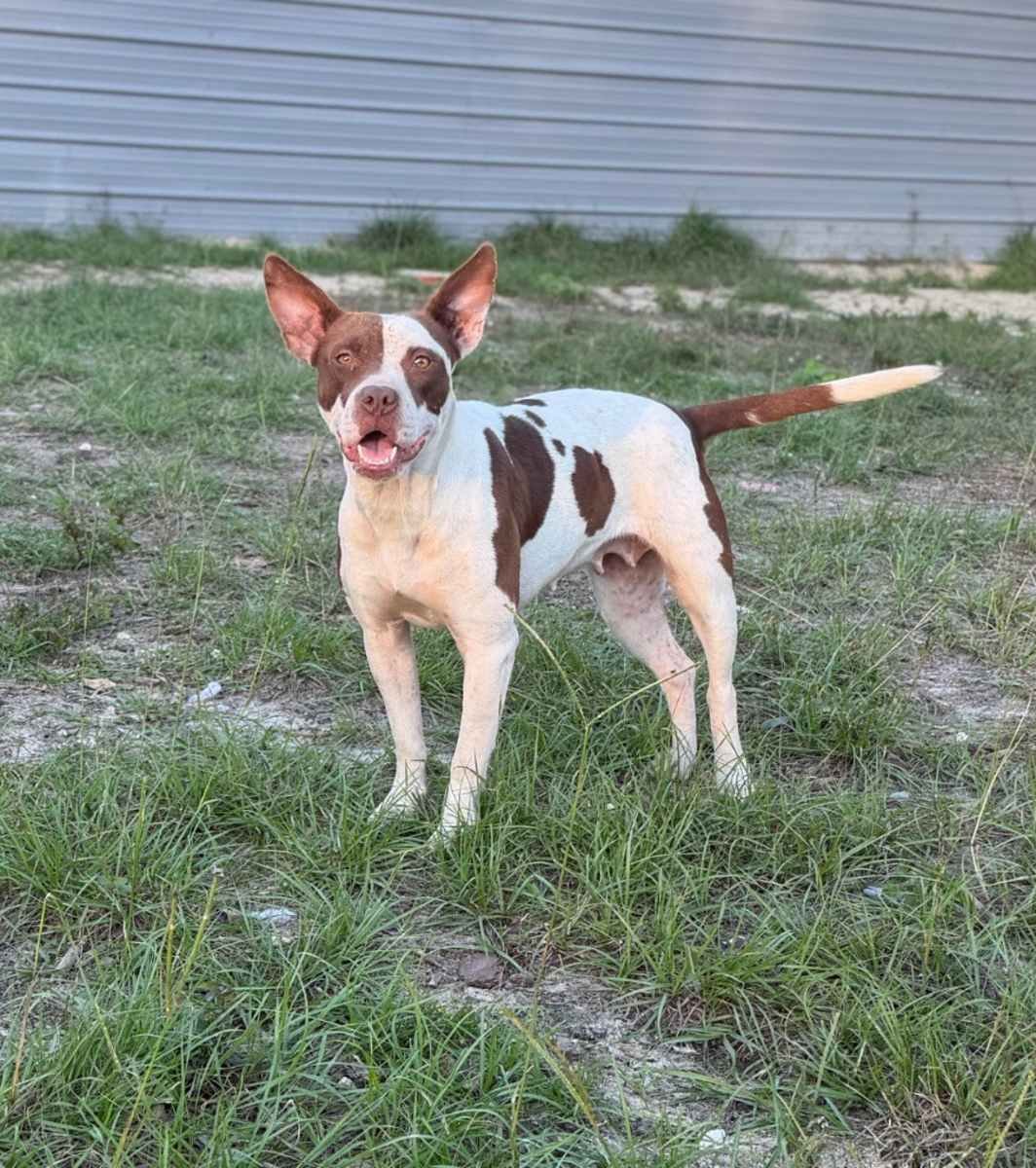 Bella