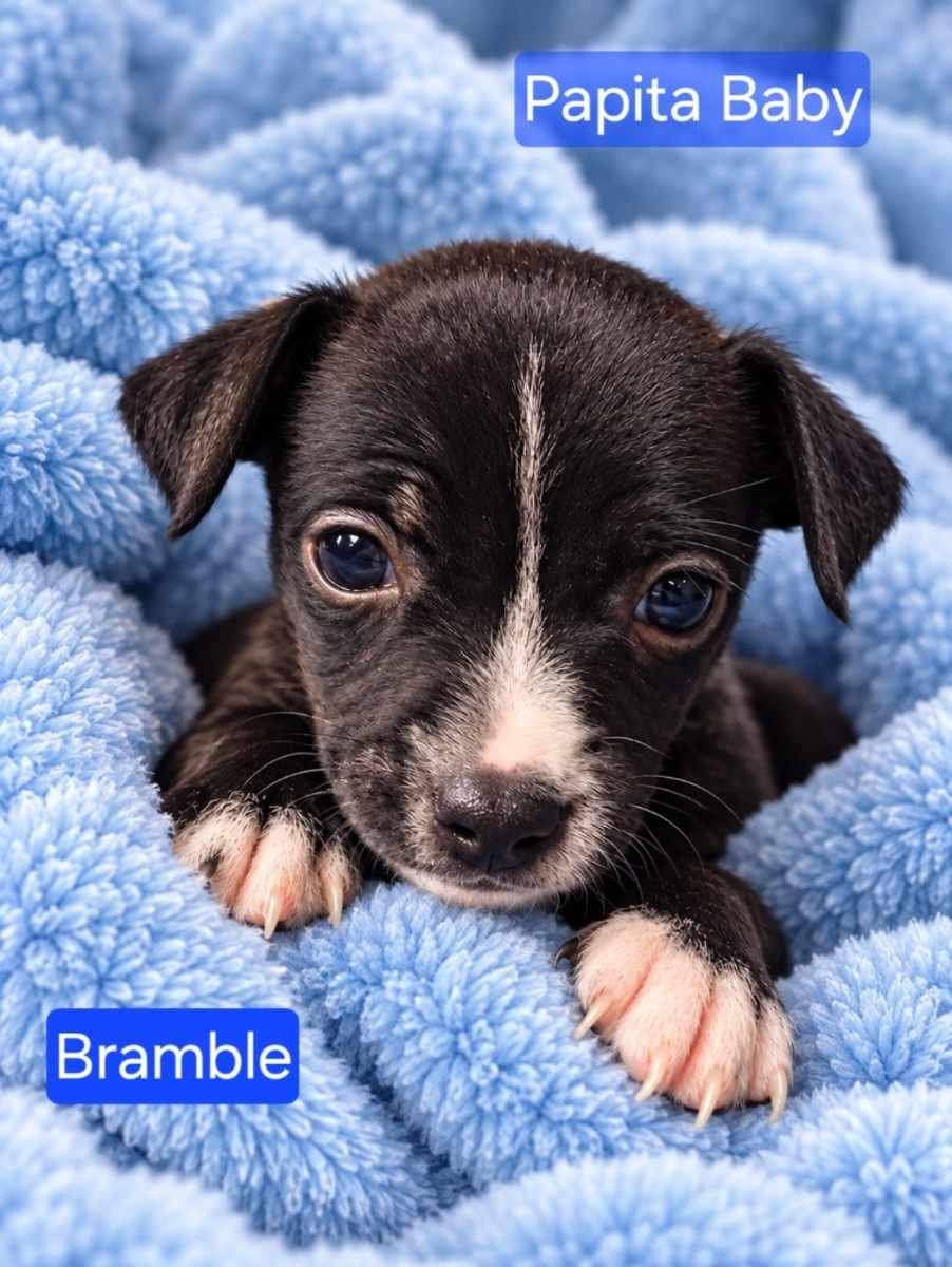 Bramble