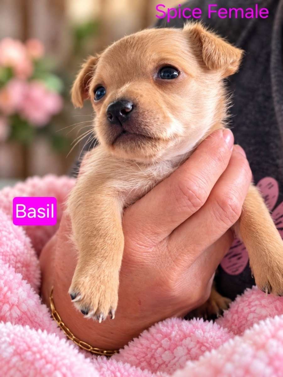 Basil