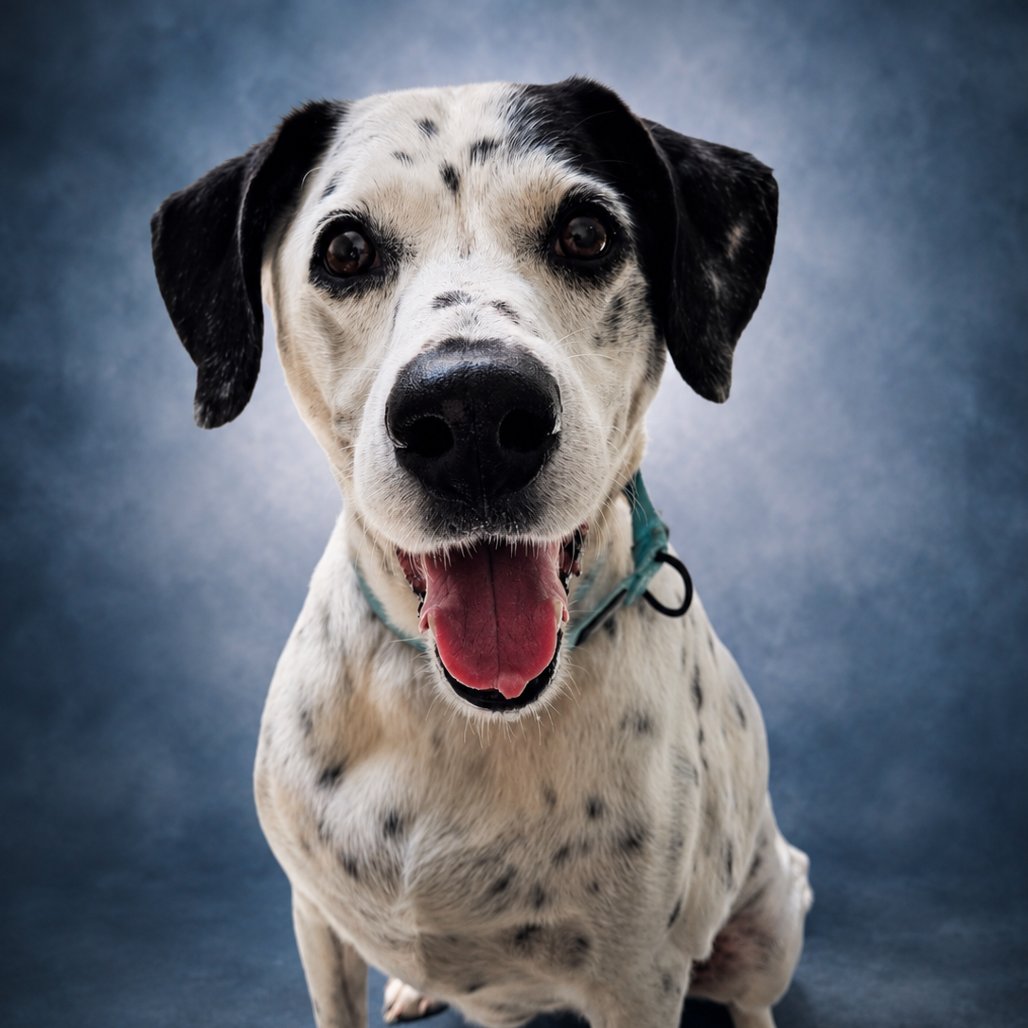 Dottie