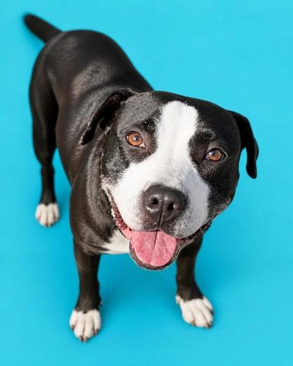 Evalynn