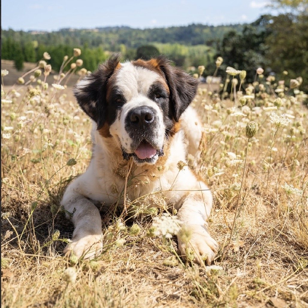 Otis