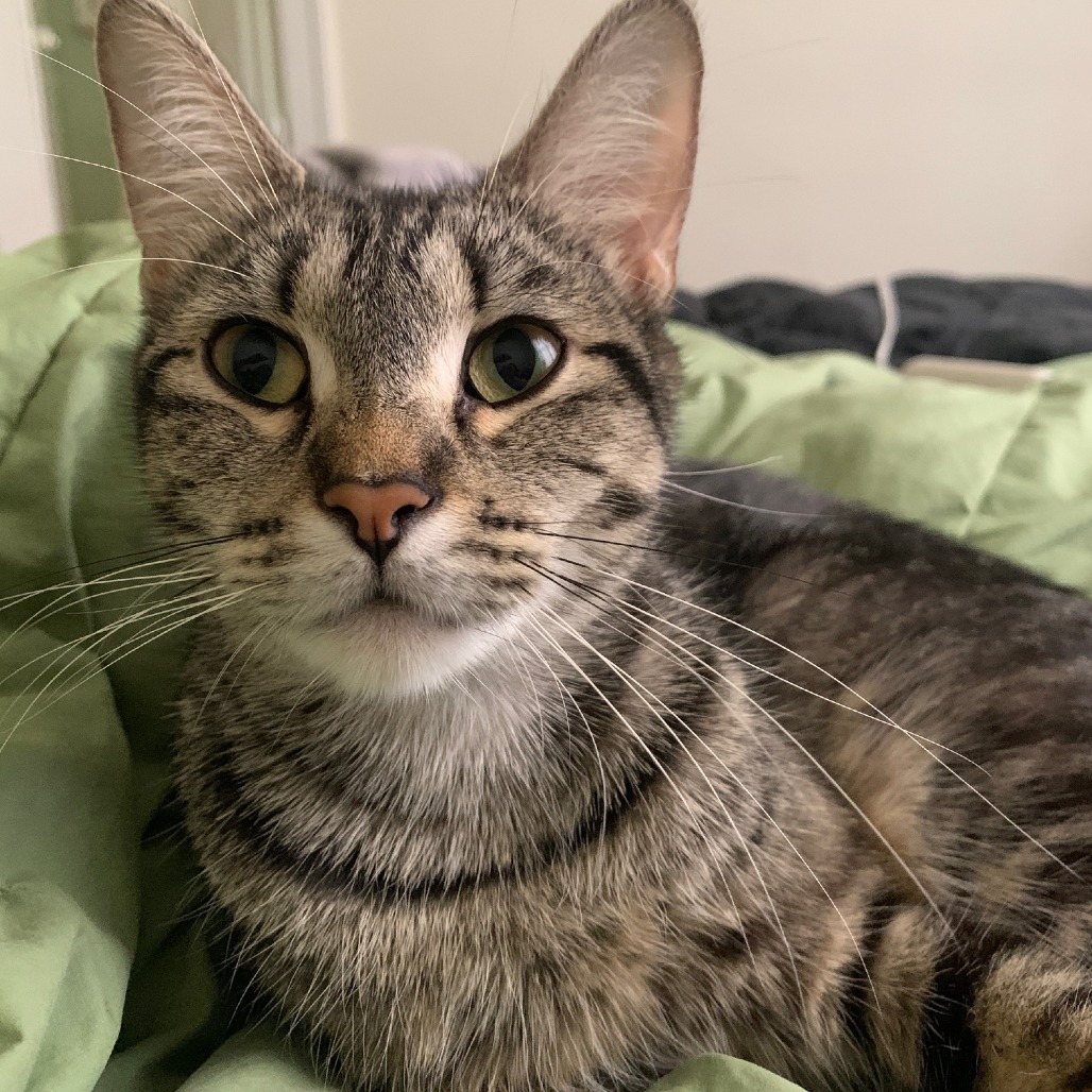 Tonks C69588