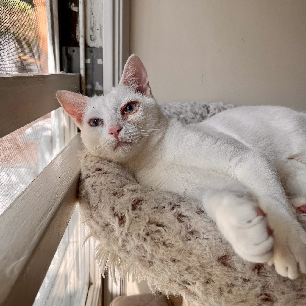 Matteo