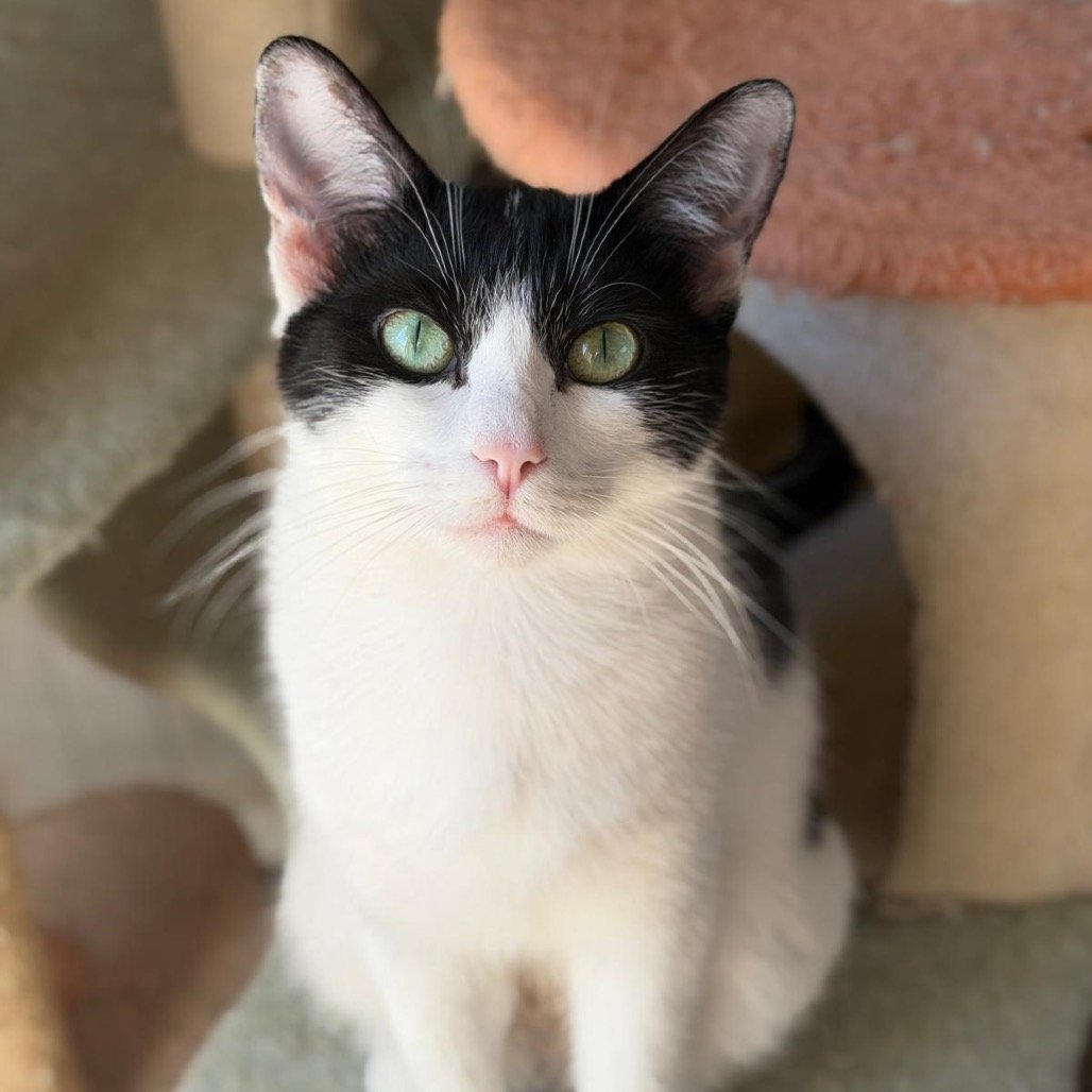 Gabby
