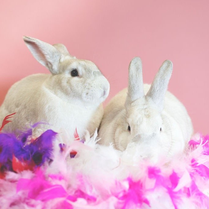 Bun Affleck