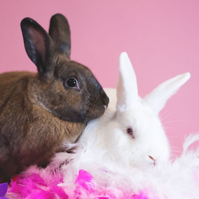 Bunyonce