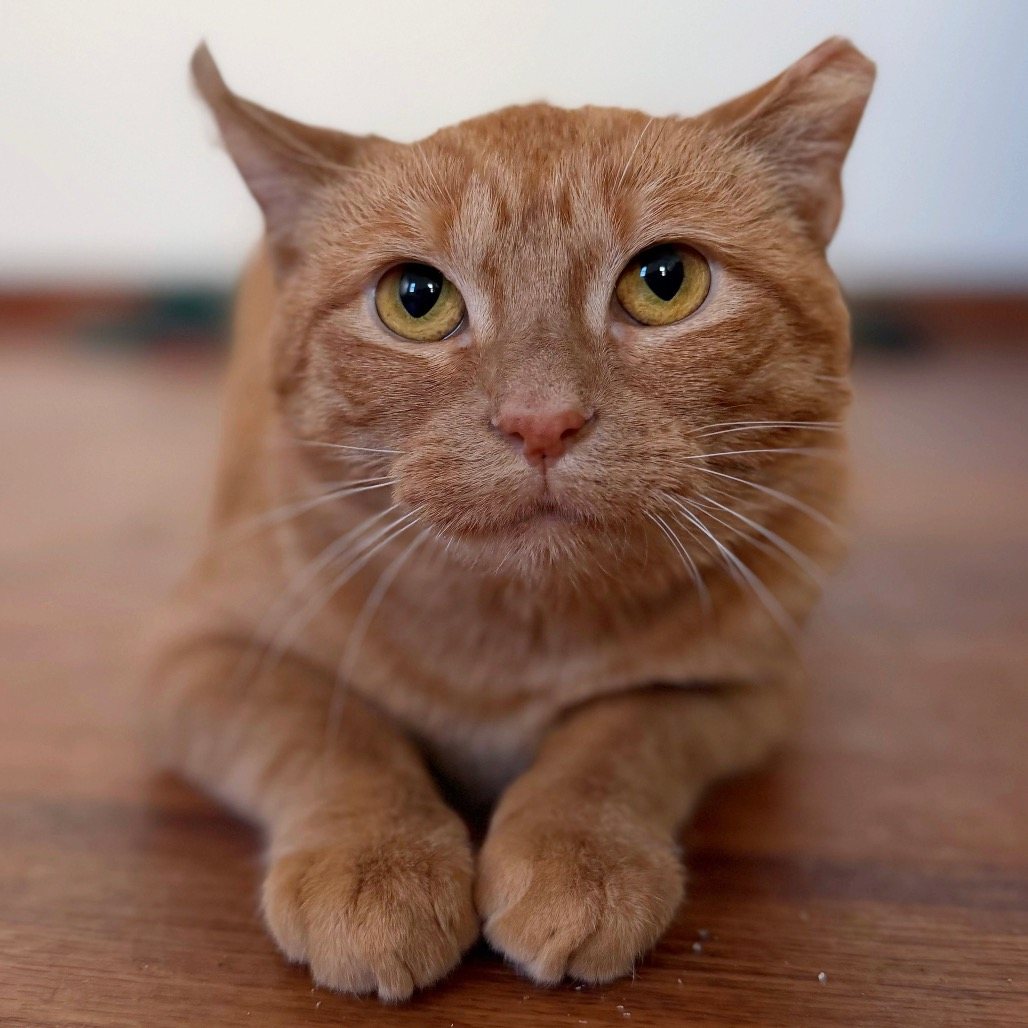 Marmalade