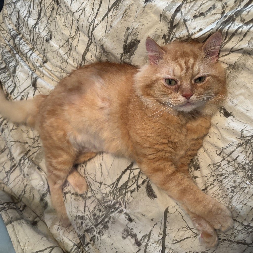 Wall-e (Foster-to-Adopt)