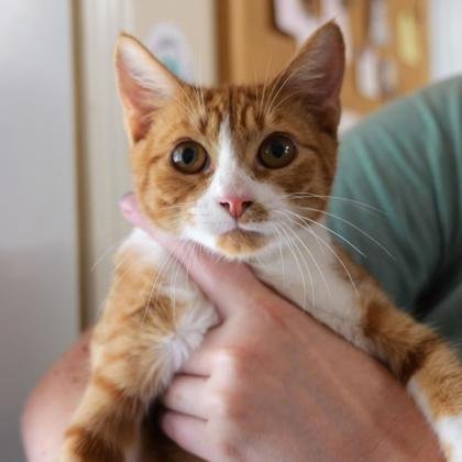 Cheeto