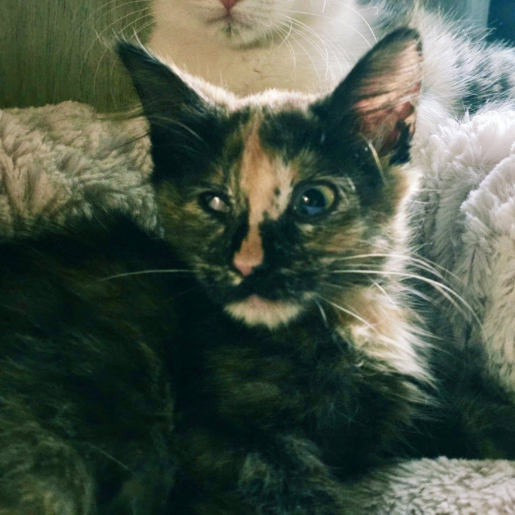 Cinnamon