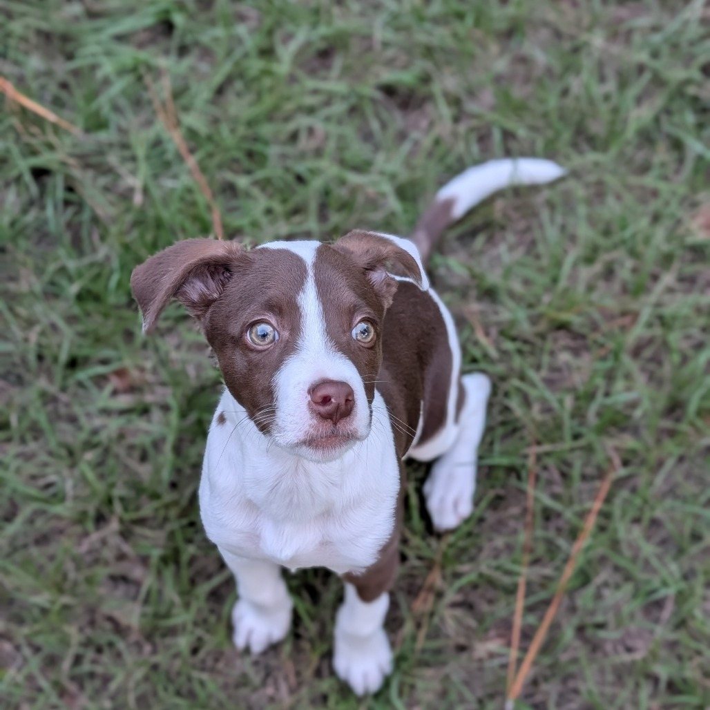 Biscotti