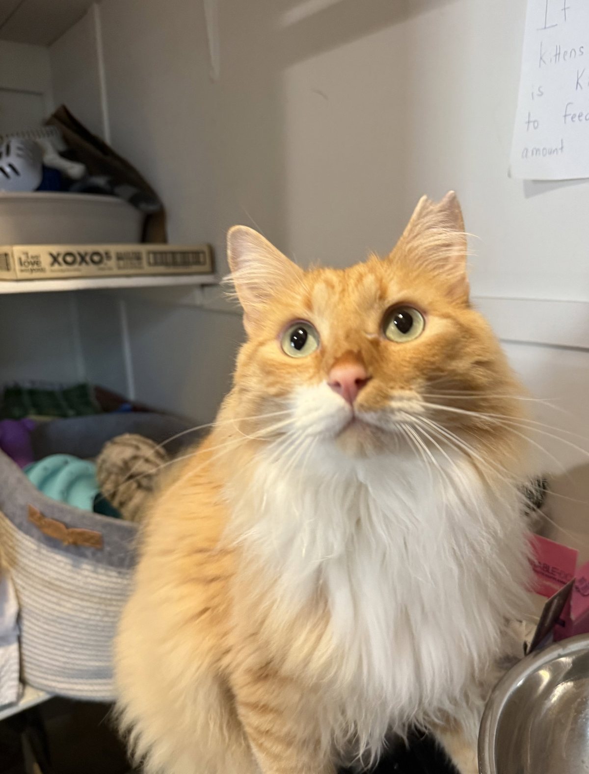 Garfield