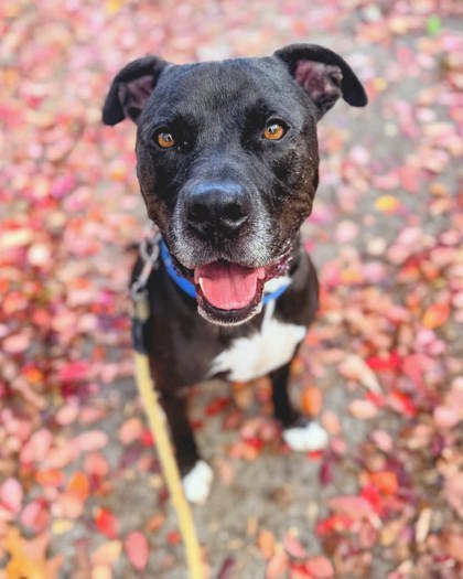 Max