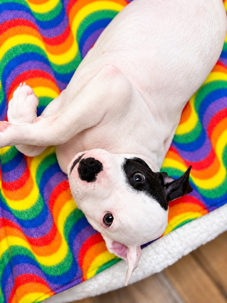 Brady Bunch Litter- Greg