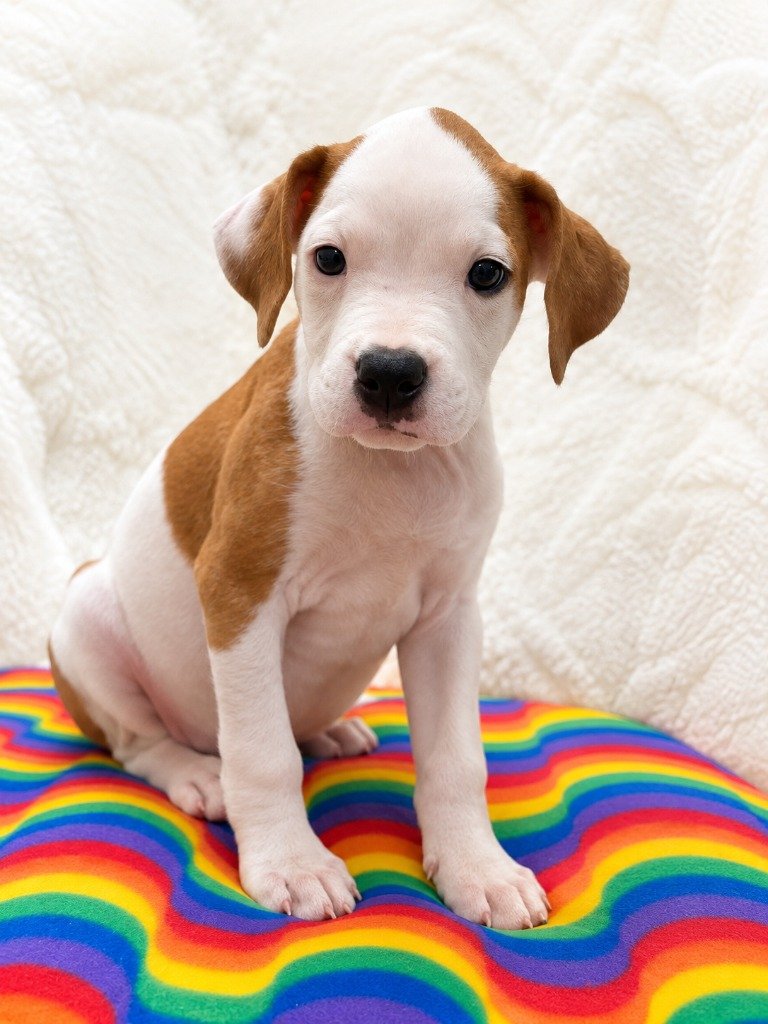 Brady Bunch Litter- Peter